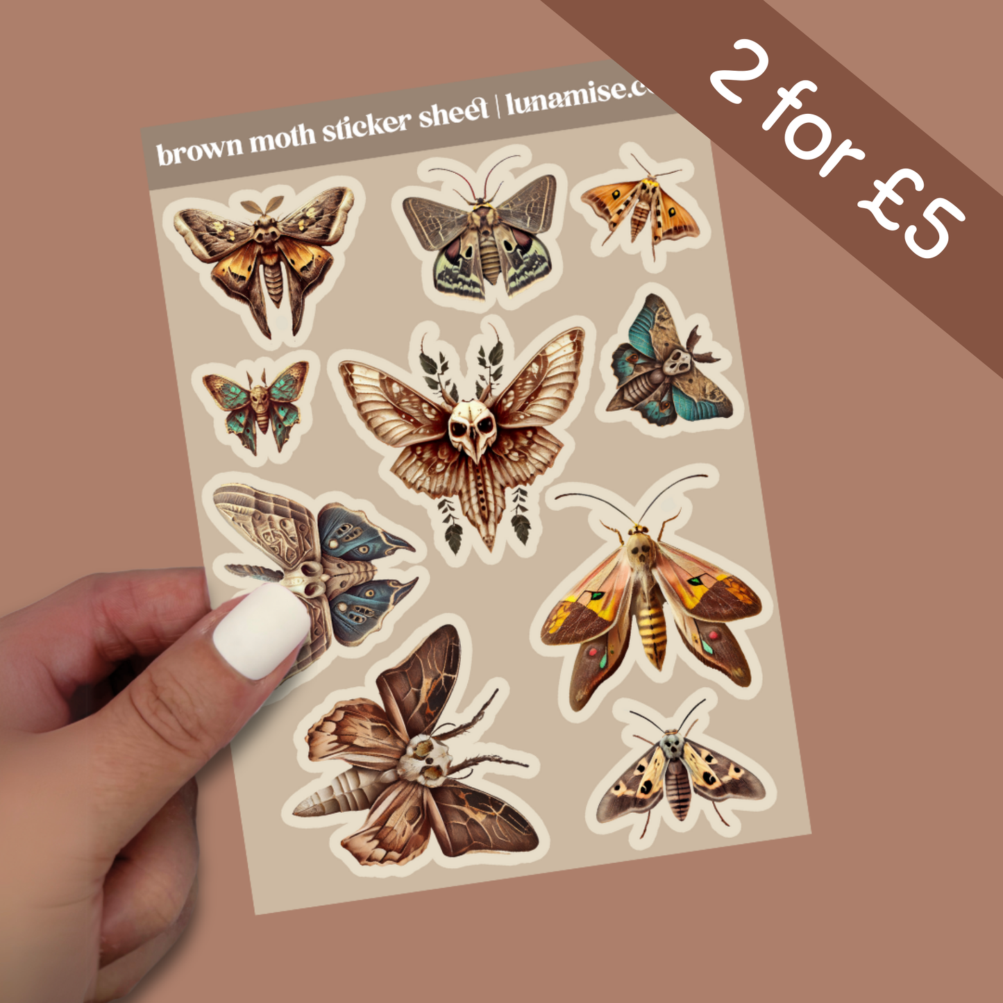 Brown Moth