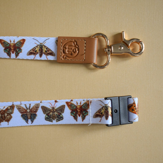Brown Moth